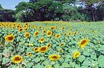 Sunflower Landscape Nature Stock Photo