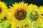 Sunflower Or Helianthus Annuus In The Farm Stock Photo