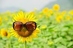 Sunflower Wearing Sunglasses Stock Photo