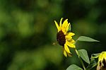 Sunflower With Bee Stock Photo