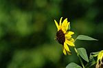 Sunflower With Bee Stock Photo