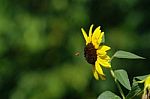 Sunflower With Bee Stock Photo