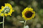 Sunflower With Bee Stock Photo