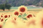 Sunflowers Stock Photo