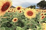 Sunflowers Stock Photo