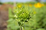 Sunflowers Stock Photo