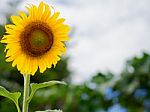 Sunflowers Blooming Against A Bright Sky, Unseen Thailand Flowers.  Stock Photo