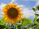 Sunflowers Blooming Against A Bright Sky, Unseen Thailand Flowers.  Stock Photo