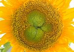 Sunflowers Blooming Against A Bright Sky, Unseen Thailand Flowers.  Stock Photo