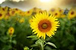 Sunflowers Blooming In The Field Stock Photo