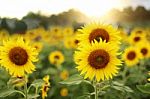 Sunflowers Blooming In The Field Stock Photo