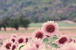 Sunflowers Field Stock Photo