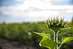 Sunflowers In Thailand Stock Photo