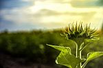 Sunflowers In Thailand Stock Photo