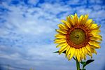 Sunflowers In Thailand Stock Photo