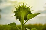 Sunflowers In Thailand Stock Photo