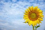 Sunflowers In Thailand Stock Photo