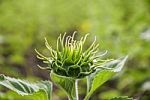 Sunflowers In Thailand Stock Photo