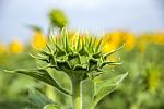 Sunflowers In Thailand Stock Photo