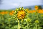 Sunflowers In Thailand Stock Photo