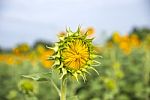 Sunflowers In Thailand Stock Photo