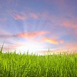 Sunset On Grass Field Stock Photo