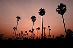 Sunset With Coconut Tree Stock Photo