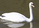 Swan Stock Photo