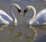 Swans. Love. Heart Stock Photo