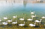 Swans Swimming Up River Stock Photo