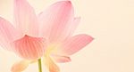 Sweet Pink Lotus In Soft Style Stock Photo