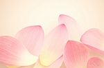 Sweet Pink Lotus Petals Stock Photo