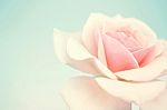 Sweet Pink Rose Stock Photo