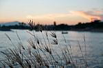 Swollen Finger Grass Stock Photo