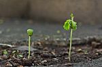 Tamarind Sprout Stock Photo