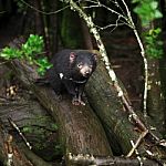 Tasmanian Devil Found During The Day In Tasmania Stock Photo