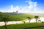 Tea Field At Chiangrai Thailand Stock Photo