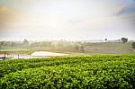 Tea Field At Chiangrai Thailand Stock Photo