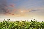 Tea Field At Chiangrai Thailand Stock Photo