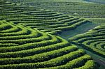 Tea Plantation Stock Photo