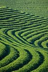 Tea Plantation Stock Photo