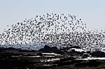 Terns Over The Atlantic Ocean Stock Photo