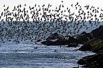 Terns Over The Atlantic Ocean Stock Photo