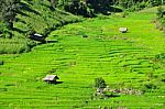 Terrace Rice Fields Stock Photo