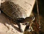 Terrapin Stock Photo