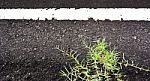 Texture Closeup Of An Asphalt Road With Painted White Line On Th Stock Photo