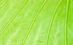 Texture Of A Green Leaf Stock Photo