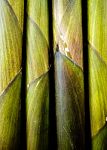 Texture Of Freshness Bamboo Shoot Stock Photo