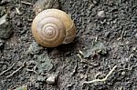 Texture Of Snail Shell On Moisture Soil Stock Photo