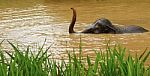 Thai Elephant Stock Photo